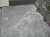 Hoof prints in cement in Bandon_thumb.jpg 2.0K